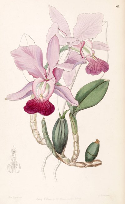 Cattleya Walkeriana by Miss Drake